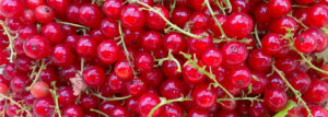 Johannisbeeren Rezepte