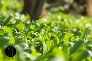 Rezept Bärlauch
